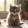 Chaton british shorthair gris dans un salon lumineux